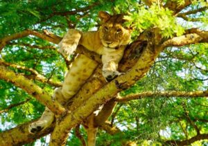 Read more about the article QUEEN ELIZABETH NATIONAL PARK