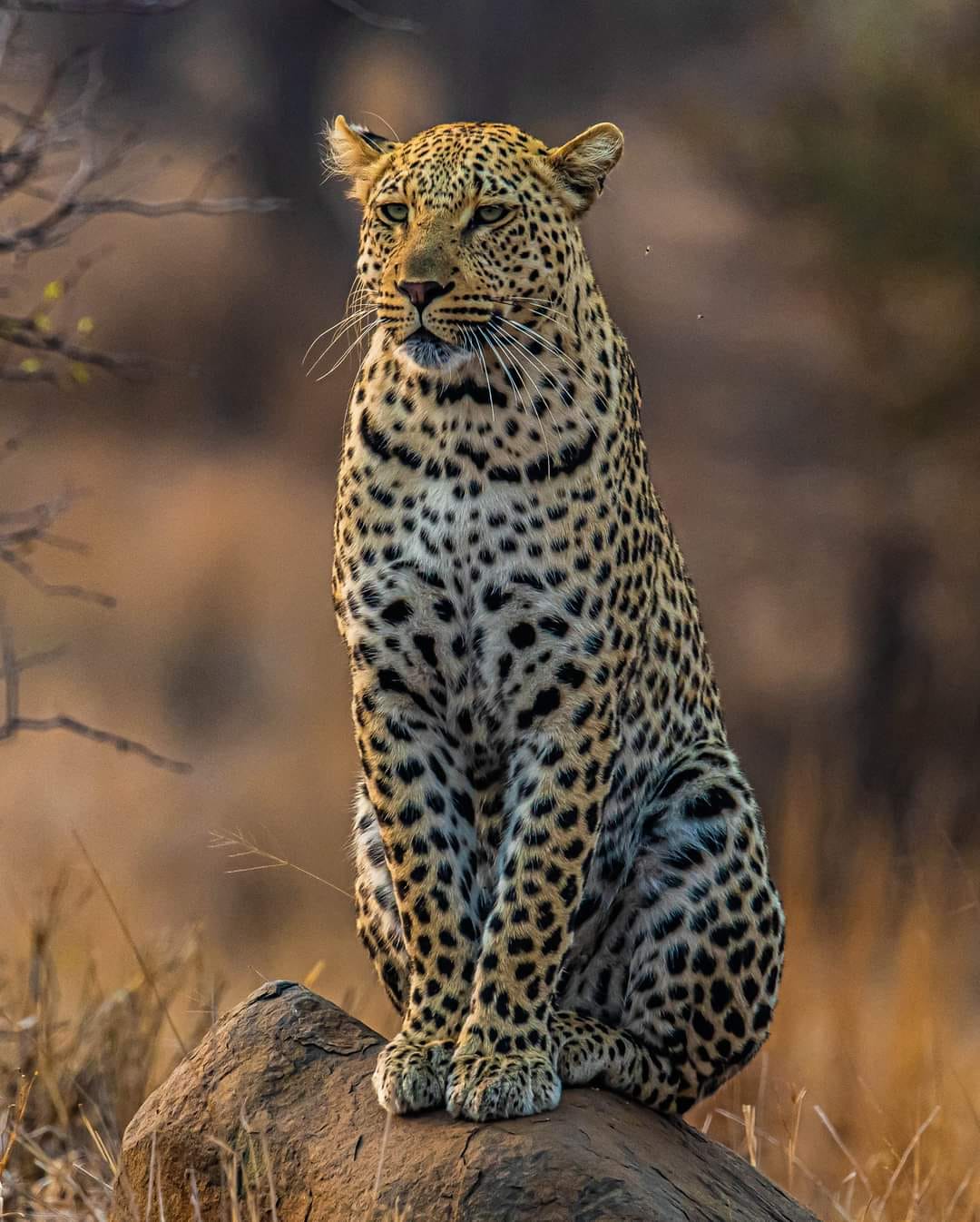 Read more about the article 3 Days Masai Mara Safaris