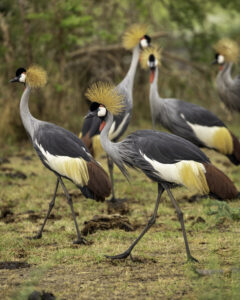 Read more about the article 14 Days Uganda Birding Safari