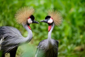 Read more about the article 3 Days Entebbe Birding Tour